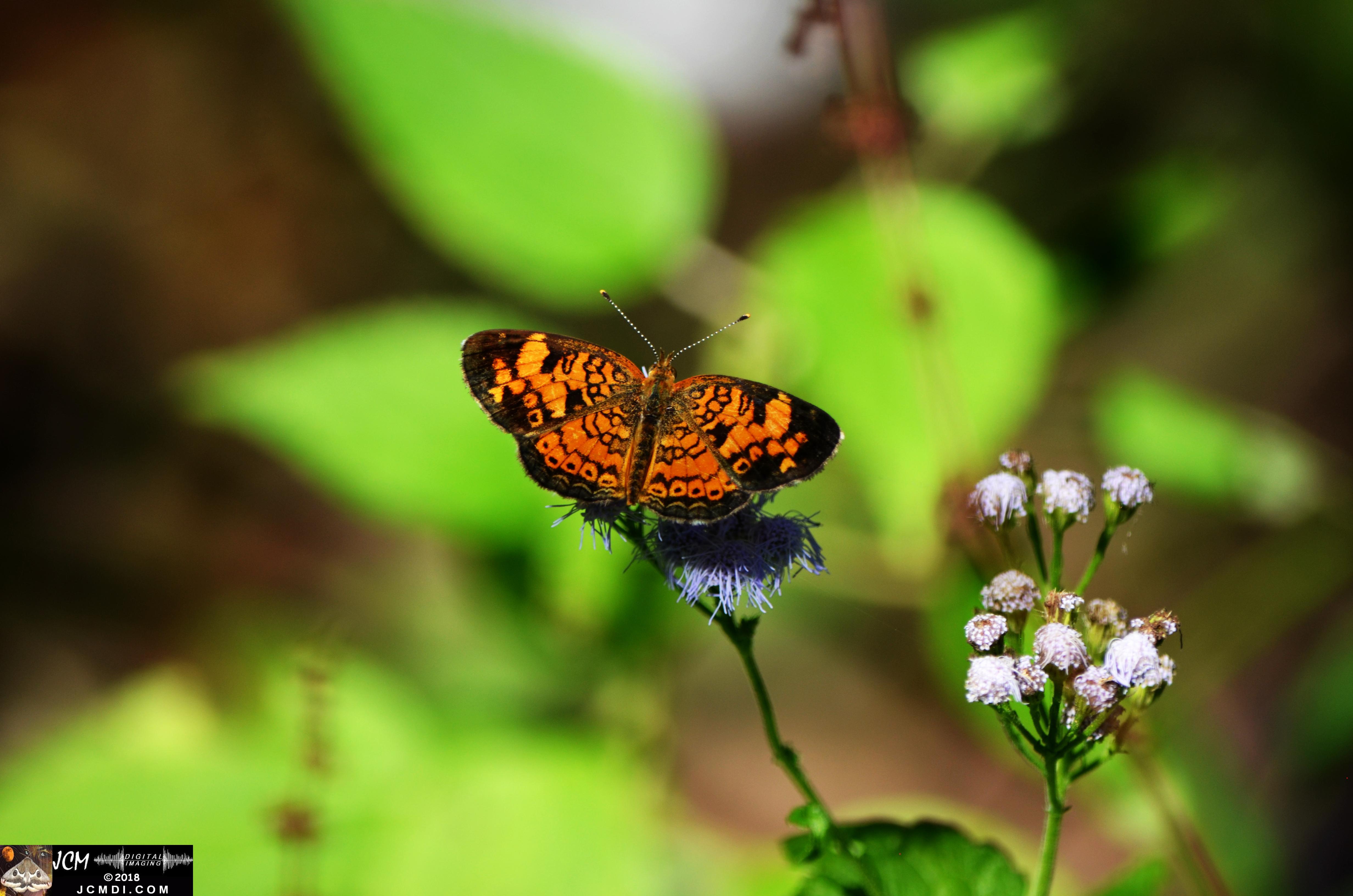 A Pearl Crescent Butterfly at Old Hickory Lake.jpg
